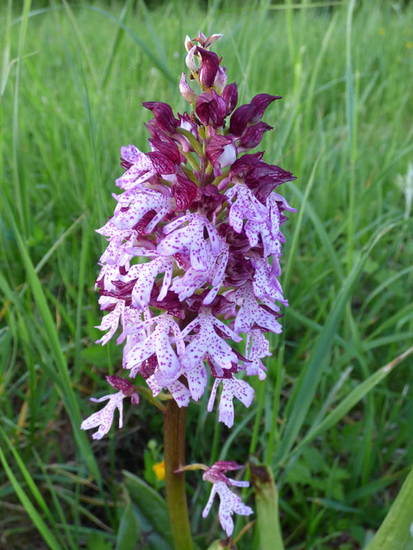 Orchis purpurea